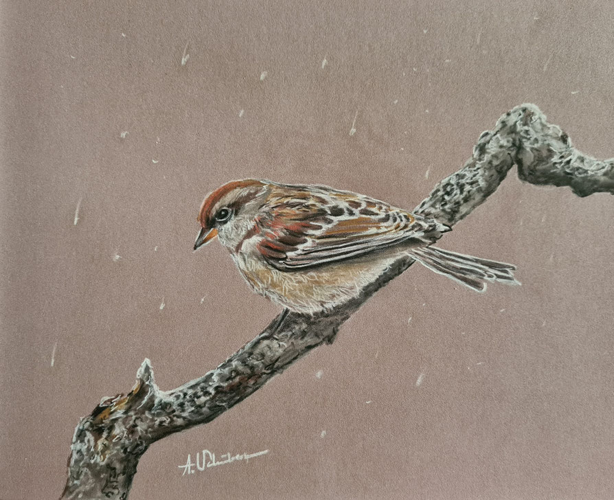 Spatz im Winter – Polychromos auf Pastelmat
